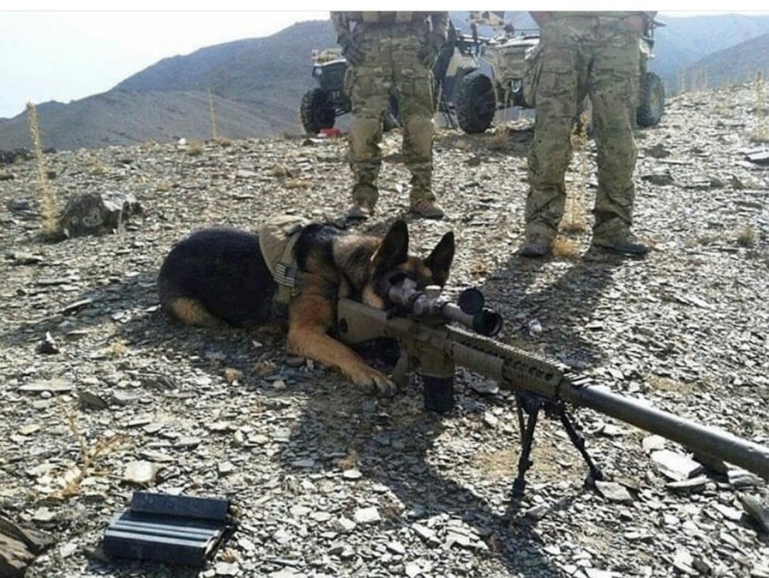 Буч